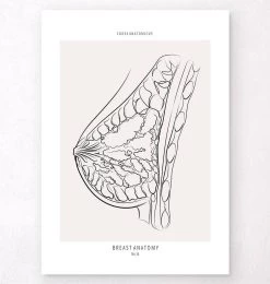 Breast Anatomy - Line Art