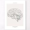 Sagittal Brain - Line Art -Codex Anatomicus Shop MN017 07450123 ae7e 403b aaf7 2d4b8f2d5408