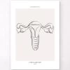 Uterus Anatomy - Line Art