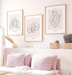 Kidneys Anatomy - Line Art 7 Kidneys Anatomy - Line Art -Codex Anatomicus Shop MN021 2