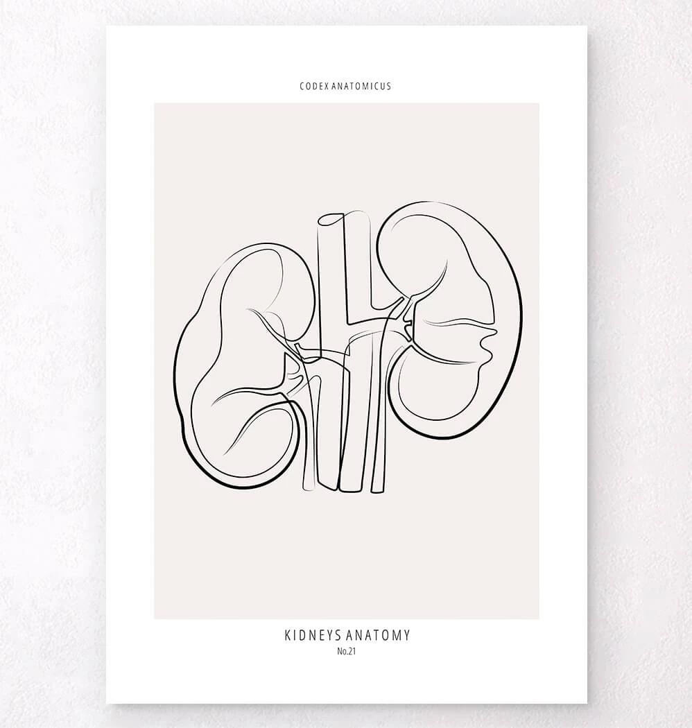 Kidneys Anatomy - Line Art 3 Kidneys Anatomy - Line Art