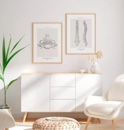 Vertebrae Anatomy II - Line Art -Codex Anatomicus Shop MN022 2