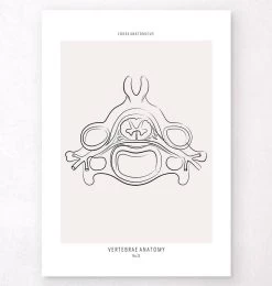 Codex Anatomicus Shop 2 Vertebrae Anatomy II - Line Art
