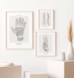 Hand Anatomy - Line Art 7 Hand Anatomy - Line Art -Codex Anatomicus Shop MN024 2