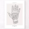 Hand Anatomy - Line Art -Codex Anatomicus Shop MN024 4dc31274 8b04 45d7 83f3 5444bc8df7b0