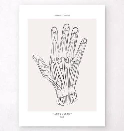 Hand Anatomy - Line Art