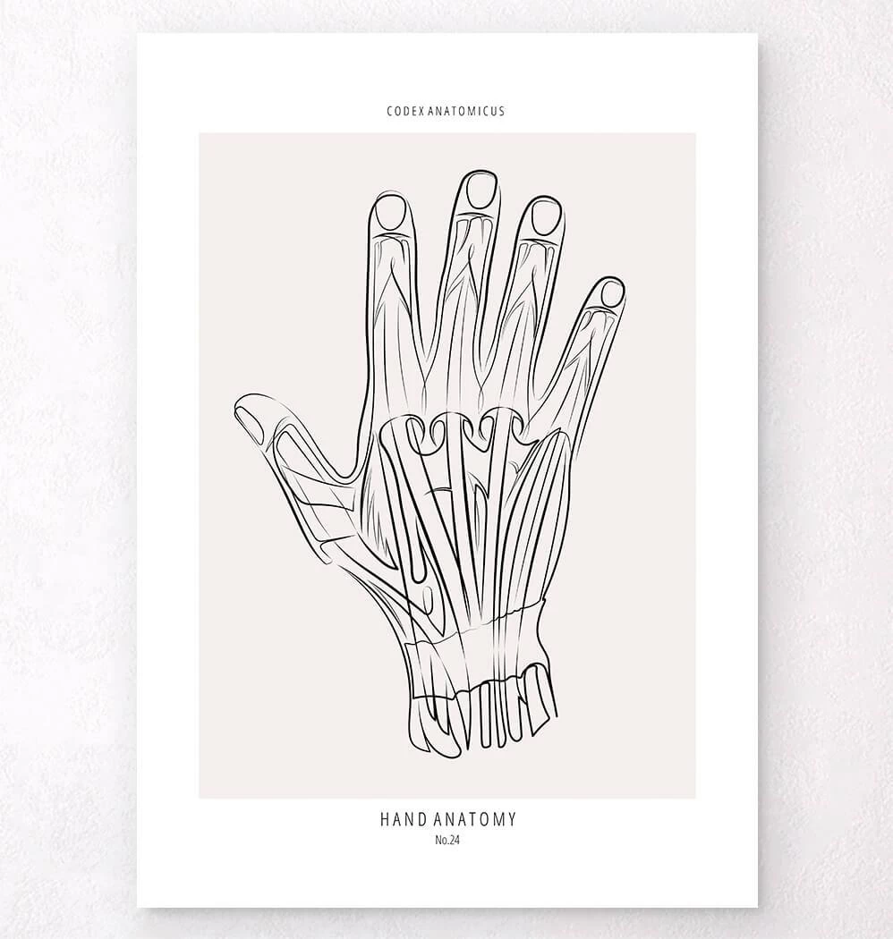 Hand Anatomy - Line Art 3 Hand Anatomy - Line Art