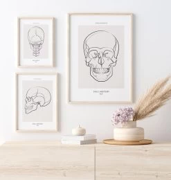Skull Anatomy - Line Art -Codex Anatomicus Shop MN025 2