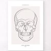 Skull Anatomy - Line Art -Codex Anatomicus Shop MN025 721654b7 df08 4915 a9c8 bd6df9cb1912