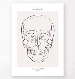 Skull Anatomy - Line Art