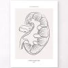 Kidney Section - Line Art -Codex Anatomicus Shop MN027 18e27e7d dd32 458e 9452 45dd18a36a30