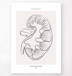 Kidney Section - Line Art