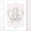 Male Pelvis Anatomy - Line Art 2 Male Pelvis Anatomy - Line Art -Codex Anatomicus Shop MN028 c0bff2df 2a02 49e1 b734 ad23942a6462