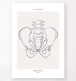 Male Pelvis Anatomy - Line Art