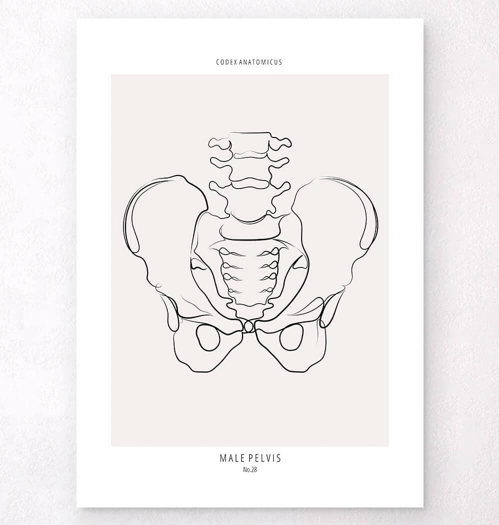 Male Pelvis Anatomy - Line Art 3 Male Pelvis Anatomy - Line Art