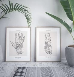 Foot Anatomy - Line Art 7 Foot Anatomy - Line Art -Codex Anatomicus Shop MN029 2