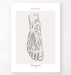 Foot Anatomy - Line Art