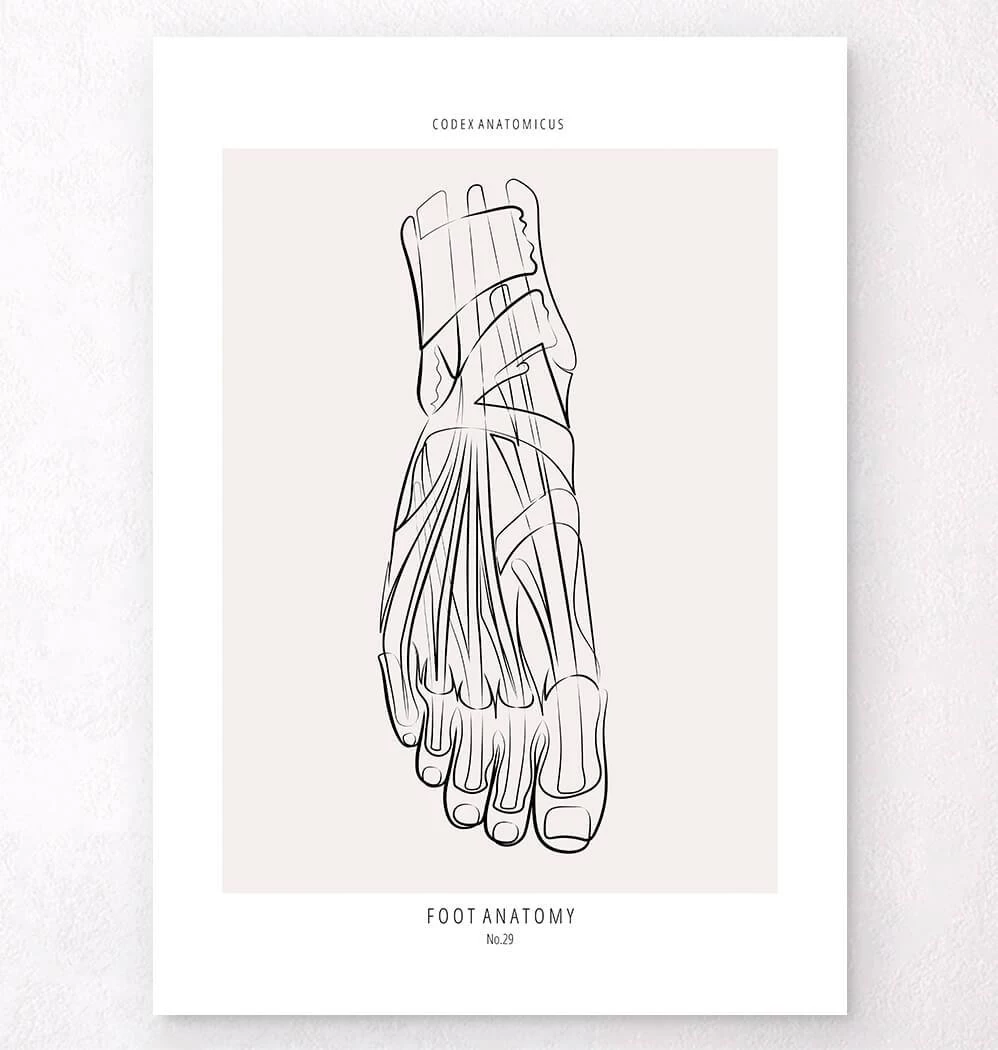 Foot Anatomy - Line Art 3 Foot Anatomy - Line Art