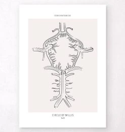Circle Of Willis - Line Art