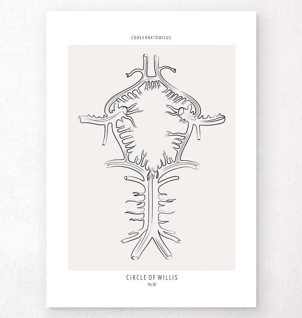 Circle Of Willis - Line Art 3 Circle Of Willis - Line Art