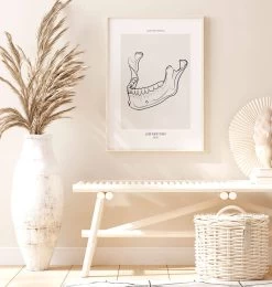 Jaw Anatomy - Line Art 6 Jaw Anatomy - Line Art -Codex Anatomicus Shop MN031 1