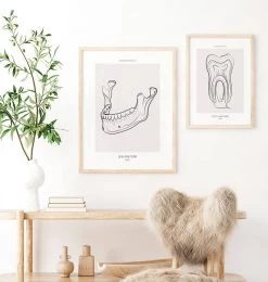 Jaw Anatomy - Line Art 7 Jaw Anatomy - Line Art -Codex Anatomicus Shop MN031 2