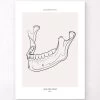 Jaw Anatomy - Line Art 1 Jaw Anatomy - Line Art -Codex Anatomicus Shop MN031 552ae334 a958 45fb 80f7 bd65b205e5ec