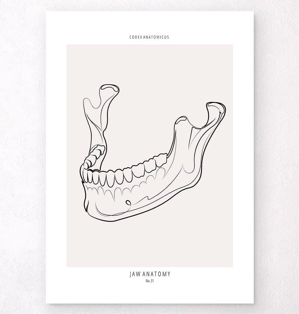 Jaw Anatomy - Line Art 3 Jaw Anatomy - Line Art
