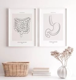 Intestines Anatomy - Line Art -Codex Anatomicus Shop MN032 2