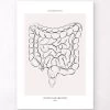 Intestines Anatomy - Line Art -Codex Anatomicus Shop MN032 b13e9106 0268 4017 a2cc 7ec06d129aca