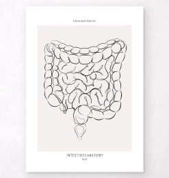 Intestines Anatomy - Line Art
