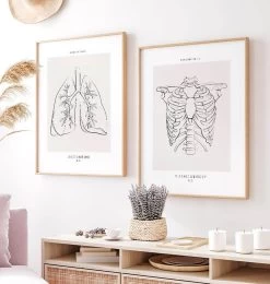 Rib Cage Anatomy - Line Art -Codex Anatomicus Shop MN033 2
