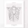 Rib Cage Anatomy - Line Art -Codex Anatomicus Shop MN033 7bd0dbe2 2dae 4c65 99c6 7c73585cb2ca