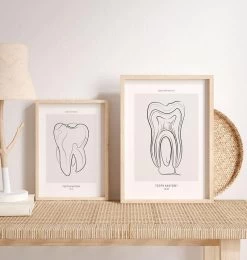 Tooth Anatomy - Line Art -Codex Anatomicus Shop MN034 2