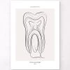Tooth Anatomy - Line Art -Codex Anatomicus Shop MN034 cb884e00 4e13 4111 8c70 61ba16ab2f3e