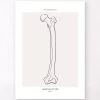 Femur Anatomy - Line Art -Codex Anatomicus Shop MN035 5f979c57 121e 467a 99bc 18fc81d08d6d