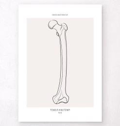 Femur Anatomy - Line Art