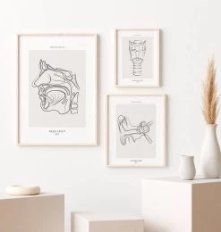 Nose Anatomy - Line Art 7 Nose Anatomy - Line Art -Codex Anatomicus Shop MN037 2