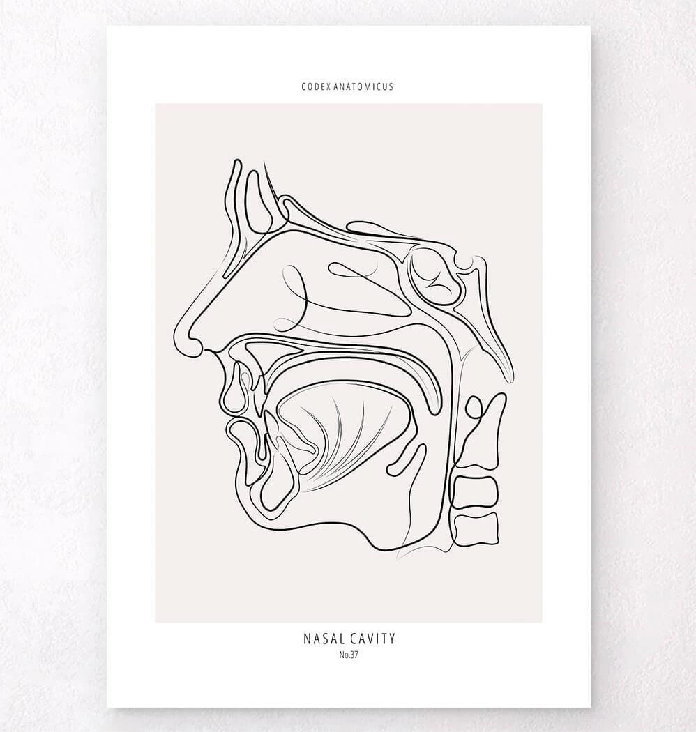 Nose Anatomy - Line Art 3 Nose Anatomy - Line Art