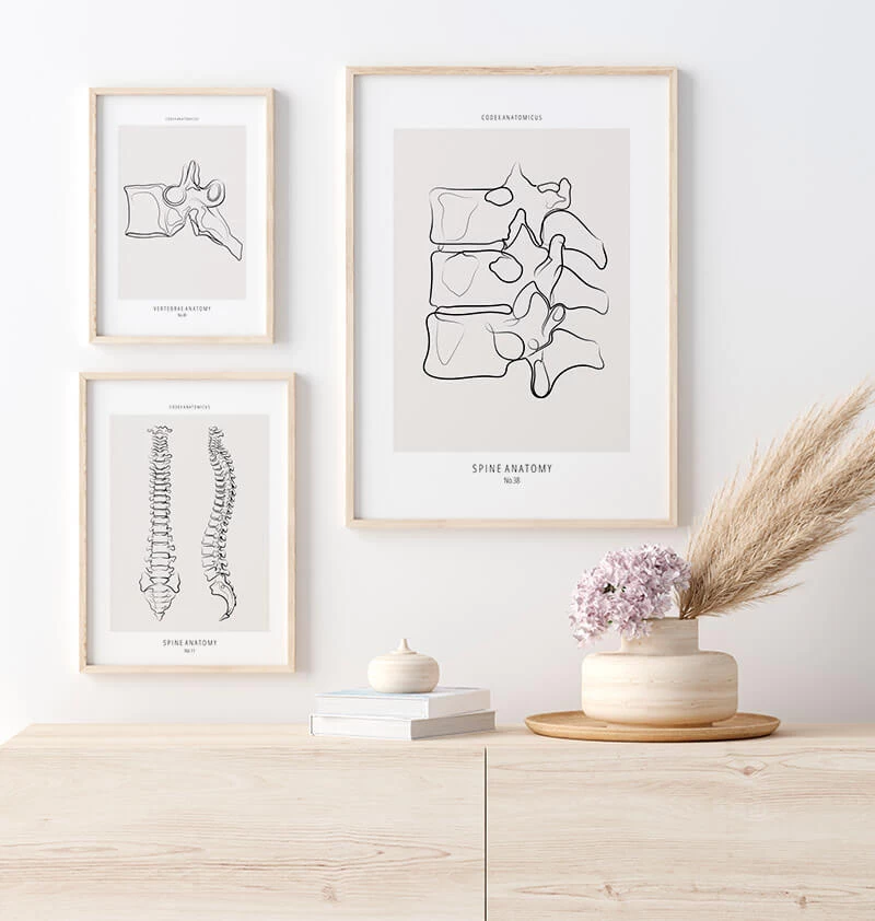 Spine Anatomy II - Line Art 5 Spine Anatomy II - Line Art - Image 3