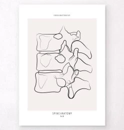Spine Anatomy II - Line Art