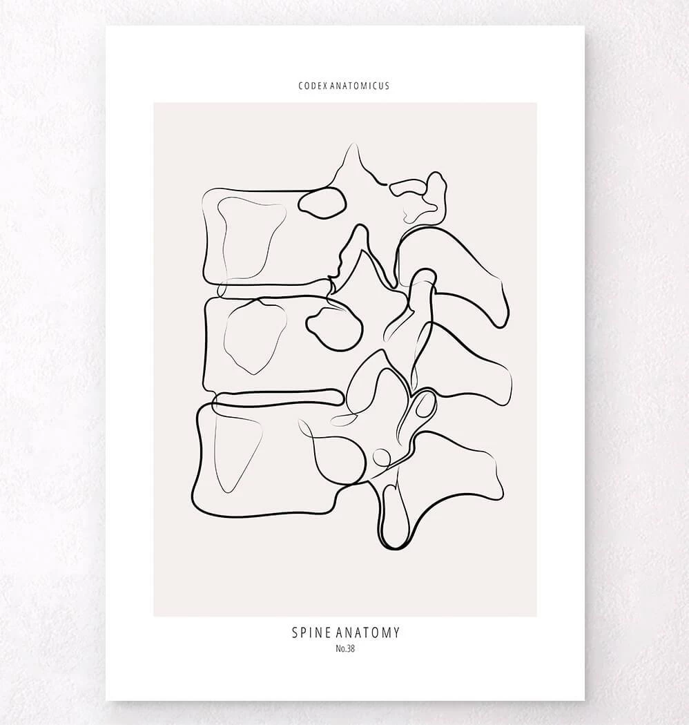 Spine Anatomy II - Line Art 3 Spine Anatomy II - Line Art