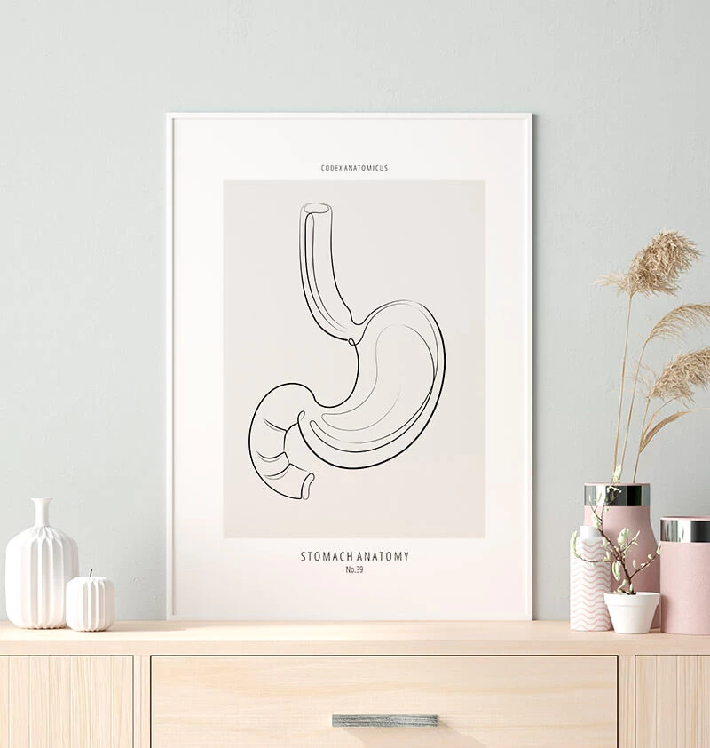 Stomach Anatomy - Line Art 4 Stomach Anatomy - Line Art - Image 2