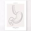 Stomach Anatomy - Line Art -Codex Anatomicus Shop MN039 00a5cf50 9bac 4067 b416 37a0c16fdb9e