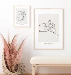 Vertebrae Anatomy - Line Art -Codex Anatomicus Shop MN040 2