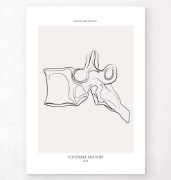 Vertebrae Anatomy - Line Art