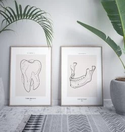 Tooth Anatomy II - Line Art -Codex Anatomicus Shop MN041 2