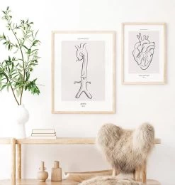 Aorta Anatomy - Line Art -Codex Anatomicus Shop MN043 2