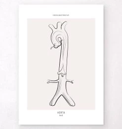 Aorta Anatomy - Line Art