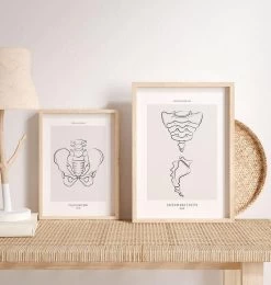 Sacrum And Coccyx - Line Art 7 Sacrum And Coccyx - Line Art -Codex Anatomicus Shop MN046 2